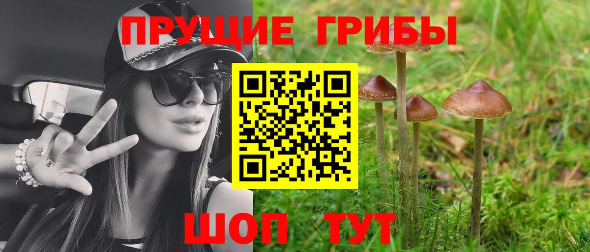 Псилоцибиновые грибы GOLDEN TEACHER  Вход с VPN  Дубна  Псилоцибиновые грибы мицелий 